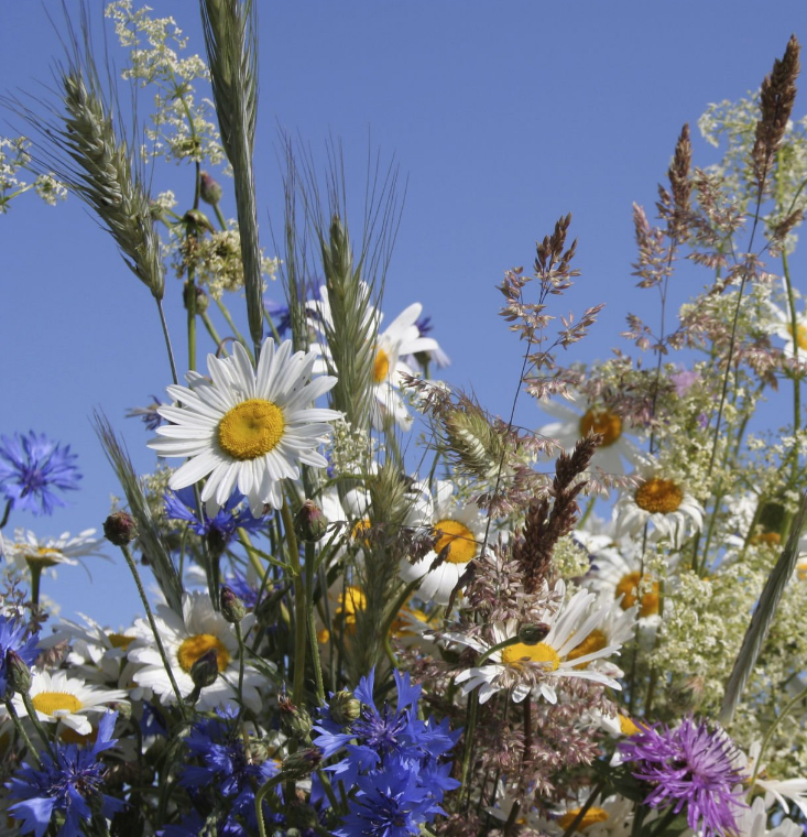 Summerflowers - åbningstider Middelfart Fysioterapi sommerferie