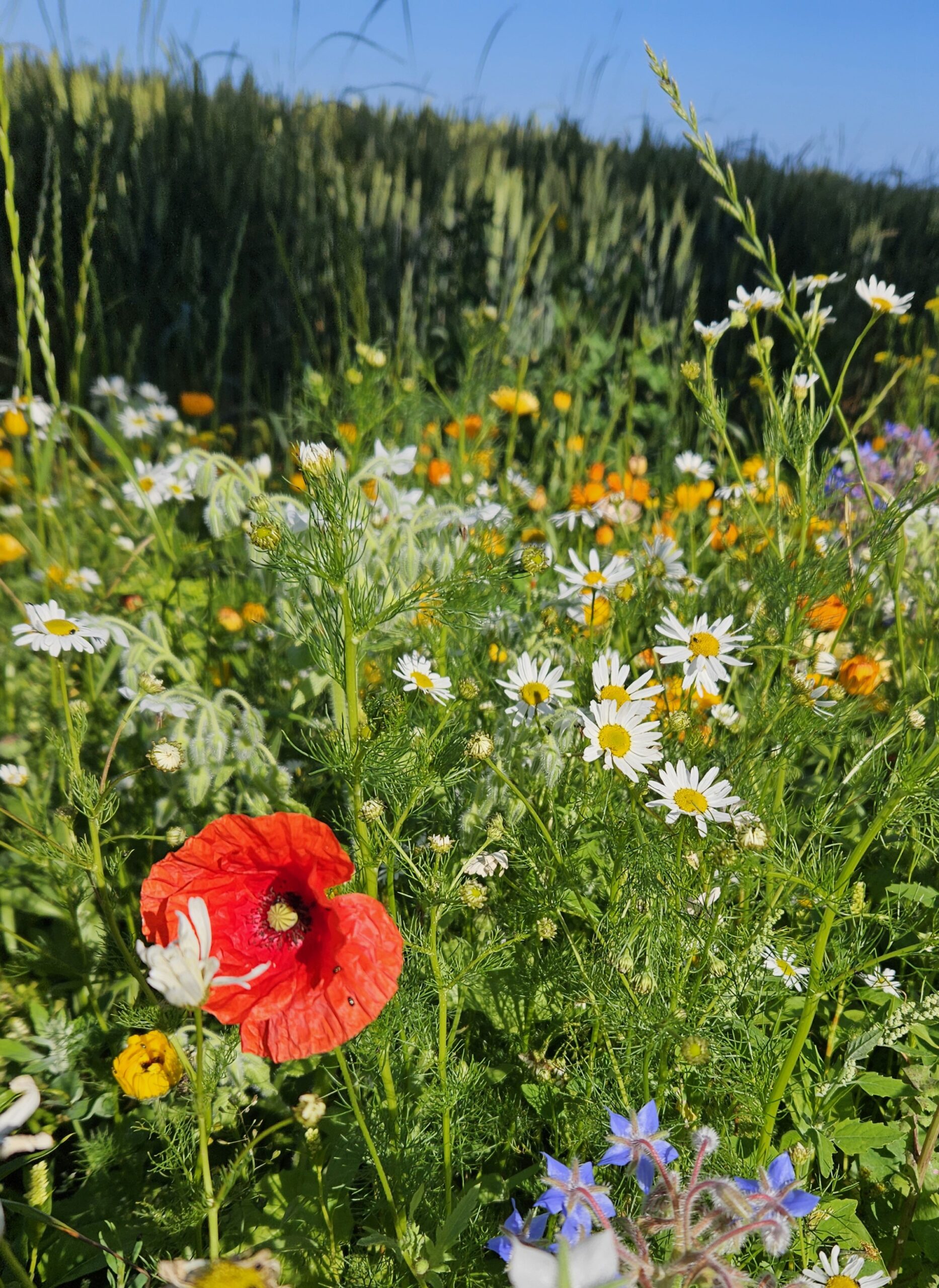 Forside 3 Sommerferie plan 2025